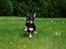 Chihuahua ** Cereza ** - Fuld firspring gennem haven :D.