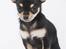 Chihuahua ** Cereza ** - Smukke smukke Cereza :).