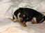 Chihuahua ** Cereza ** - *Gnaske, gnaske, gnaske*