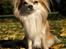 Chihuahua Caspar aka Rangeren - Velkommen til min Caspars profil.