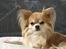 Chihuahua Caspar aka Rangeren - Min smukke smukke dreng..