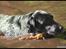 Labrador retriever Effi  R.I.P - min vidunderlige hund effi