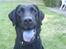 Labrador retriever Effi  R.I.P - effi med blå tunge 