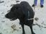 Labrador retriever Effi  R.I.P - effi på stranden 