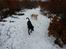 Labrador retriever Effi  R.I.P - i hundeskoven 