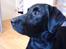 Labrador retriever Effi  R.I.P - hov der var noget 