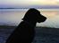 Labrador retriever Effi  R.I.P - effi ved sol ned gangen 