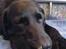 Labrador retriever Effi  R.I.P - Effi sover :-)