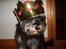 Dvaergschnauzer *Hr. Albert* - jaaaaa! jeg blev kattekonge!!! det skulle da hedde hundekonge ;)...thi hi...