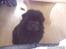 Chow chow Oscar - Oscar - 3 måneder (: