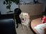 Labrador retriever Effi  R.I.P - smukke effi