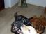 Labrador retriever Effi  R.I.P - effi som baby 