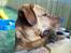 Blanding af racer Rottweiler/hyrdehund, Navn:bella - holder lige vagt