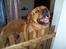 Blanding af racer Rottweiler/hyrdehund, Navn:bella - luk mig nu ind...........