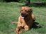 Blanding af racer Rottweiler/hyrdehund, Navn:bella - tilbage i solen