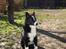Karelsk bjørnehund Bianca Sonne  - <3