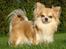 Chihuahua Caspar aka Rangeren - Så lækker han er, min dejlige dreng...