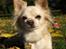 Chihuahua Micki aka Mimi - Velkommen til Mickis profil.