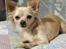 Chihuahua Micki aka Mimi - Han er så sød, elsker dig lille Mimi-mus..