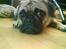 Blanding af racer •(¯`» Kong ·«´¯)•75%mops - stop nu med de billeder mor, det er vildt belastende :)
