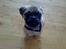 Blanding af racer •(¯`» Kong ·«´¯)•75%mops - min mor siger jeg er cute, passer det?
