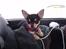 Chihuahua ** Cereza ** - Sidder lige ude i bilen oven på en masse af fars tøj og venter på far :).
