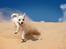Chihuahua Guadalupe (Lupe) - Lupe nyder Jyllands mange sand dyner..... Jaaaa man behøver ikke rejse langt for at opleve smuk natur :)  August 2008