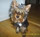 Yorkshire terrier Nemo