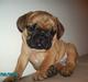 Fransk bulldog Lancome´s Viablo