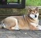 Shiba Shipsen