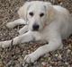 Golden retriever Kena