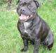 Staffordshire bull terrier Gucci