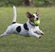 Jack russell terrier Illum's Eskild