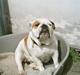 Engelsk bulldog Daisy