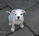 Amerikansk bulldog Basse