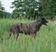 Irsk ulvehund Dolph
