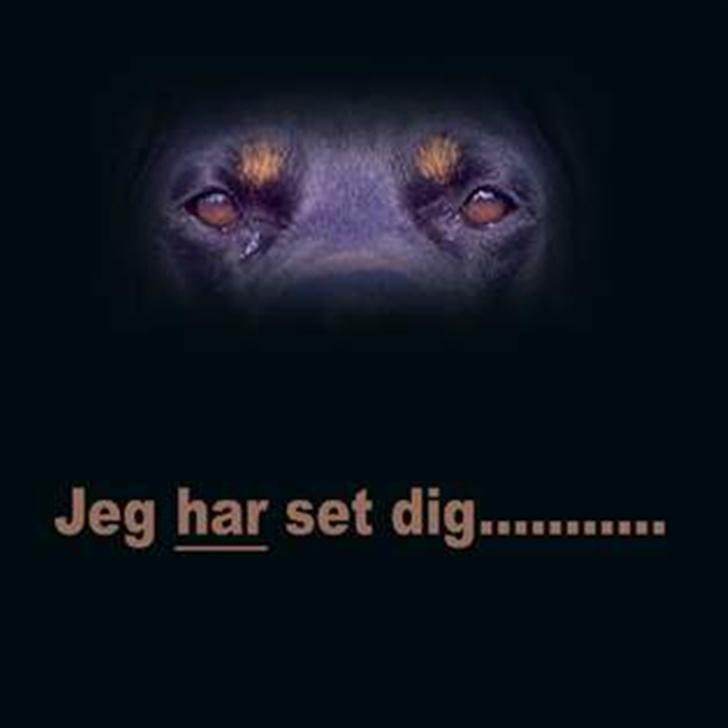 Rottweiler Marco`s Jessie billede 15