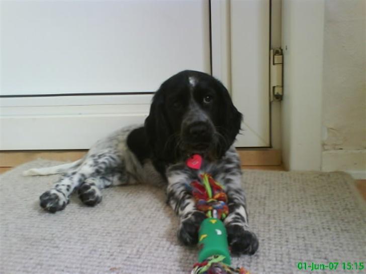 Cocker spaniel Lady <333 xD - mit føste lege-tøj billede 3