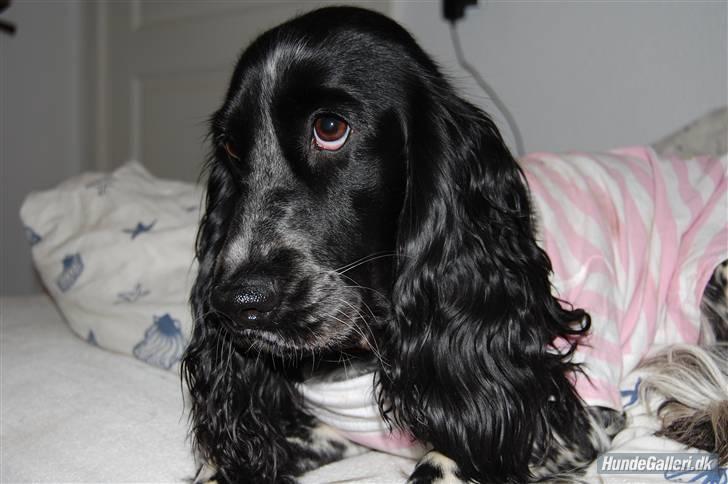 Cocker spaniel Lady <333 xD - Så fin <33 billede 4