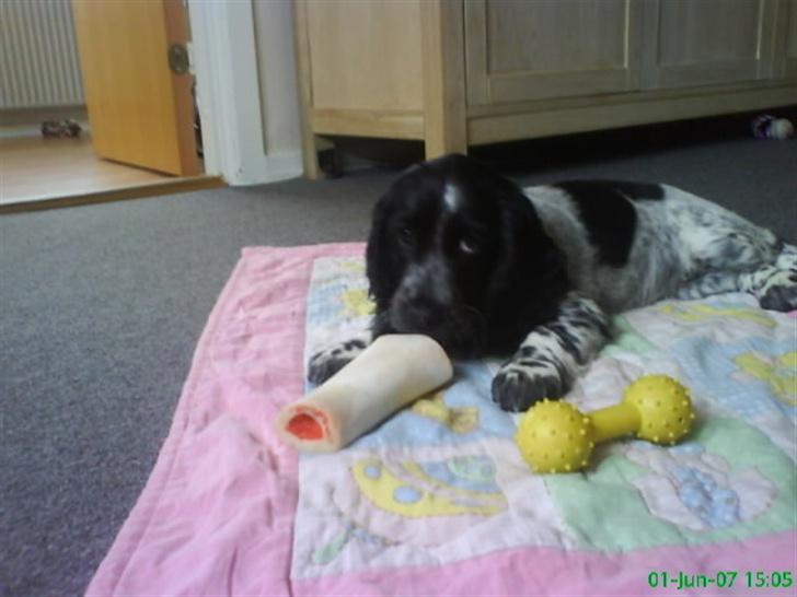 Cocker spaniel Lady <333 xD - mor stop nu ikk mere jeg vil spise billede 5