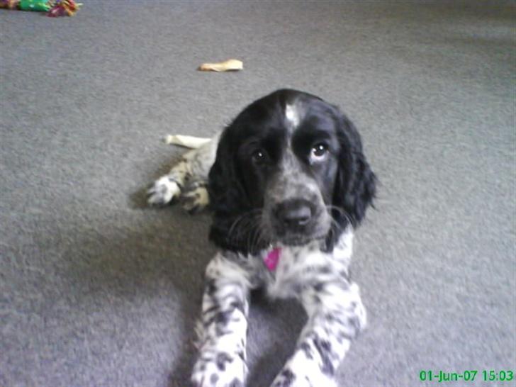 Cocker spaniel Lady <333 xD - hej med dig  billede 6