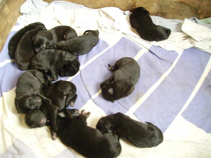 Schæferhund Mokka - Mockas hvalpe  billede 9