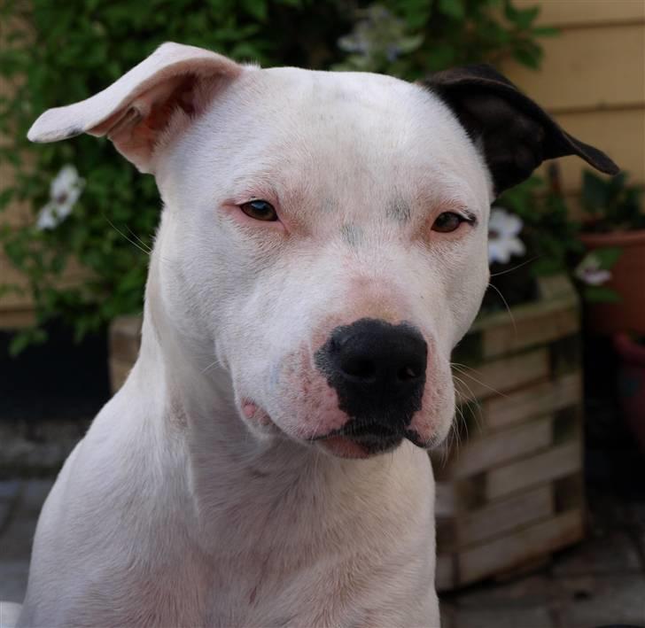 Amerikansk staffordshire terrier Sheila R.I.P. - Hejsa alle sammen jeg er Sheila.. Jeg er min mors lille prinsesse!! billede 1