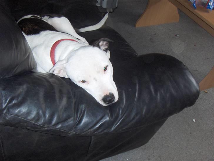 Amerikansk staffordshire terrier Sheila R.I.P. - ligger og nyder livet billede 2