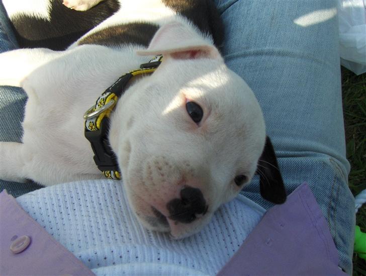 Amerikansk staffordshire terrier Sheila R.I.P. - jeg elsker at ligge hos min mor billede 3