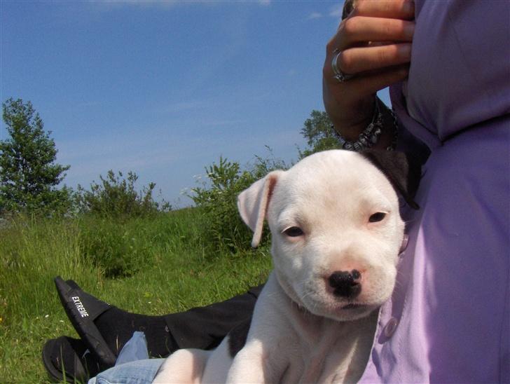 Amerikansk staffordshire terrier Sheila R.I.P. - Jeg ligger lige og putter billede 4