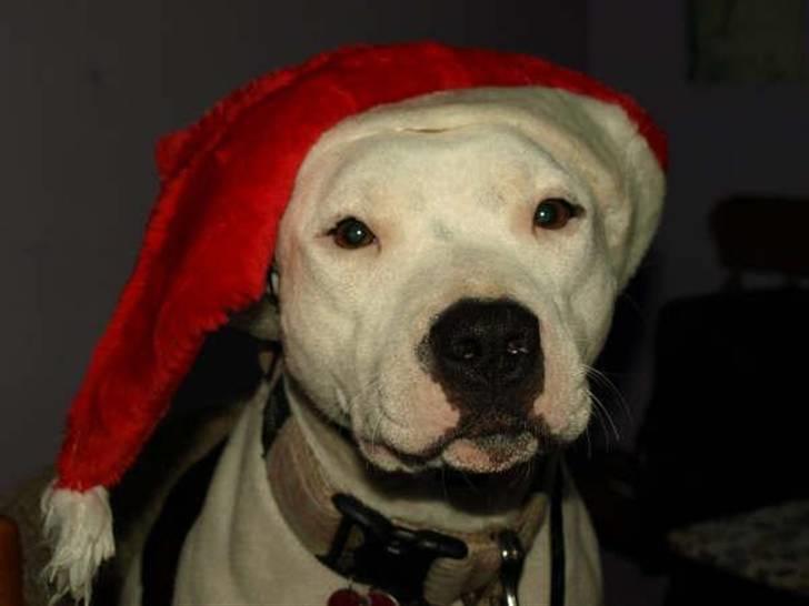 Amerikansk staffordshire terrier Sheila R.I.P. - mor´s lille jule gris billede 6