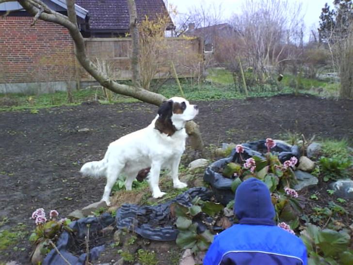 Blanding af racer Asja, R. I. P billede 17