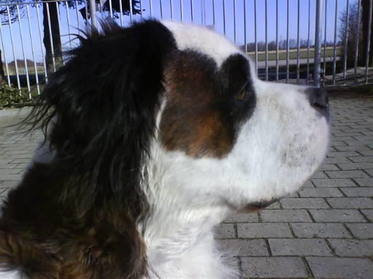 Blanding af racer Asja, R. I. P billede 18