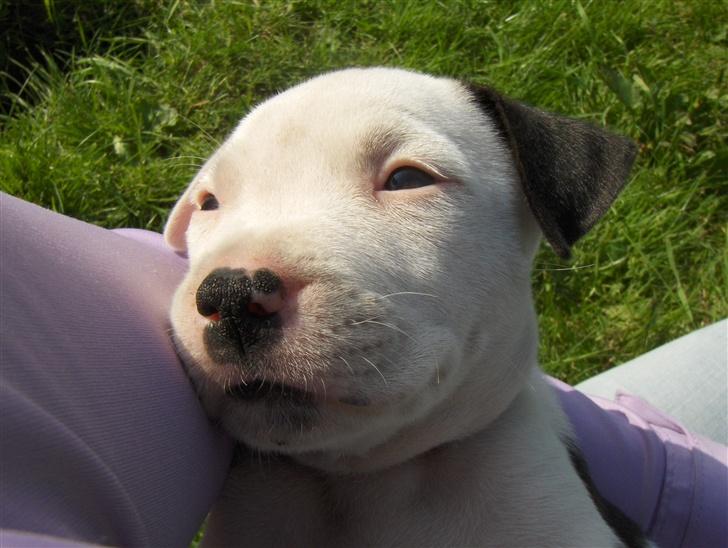 Amerikansk staffordshire terrier Sheila R.I.P. - jeg ligger bare og nyder det billede 7